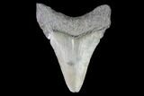Juvenile Megalodon Tooth - Georgia #101328-1